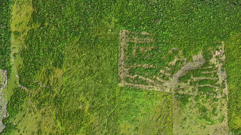 Vista aérea em cor natural de uma área de floresta, com a textura das copas realçada por sombreamento