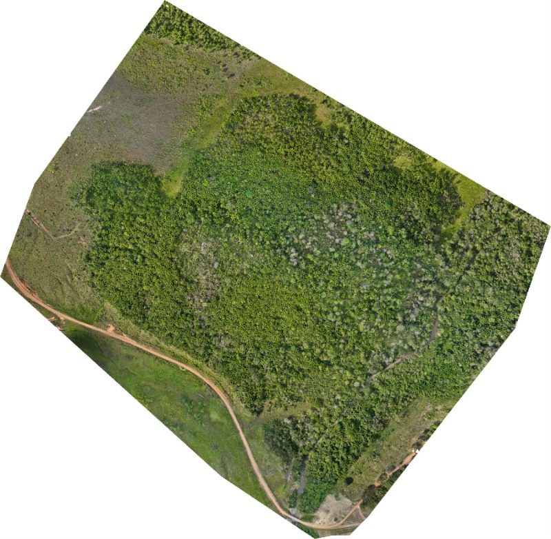 Ortomosaico aéreo em cor natural da área levantada, com a copa da vegetação cobrindo quase todo o quadro