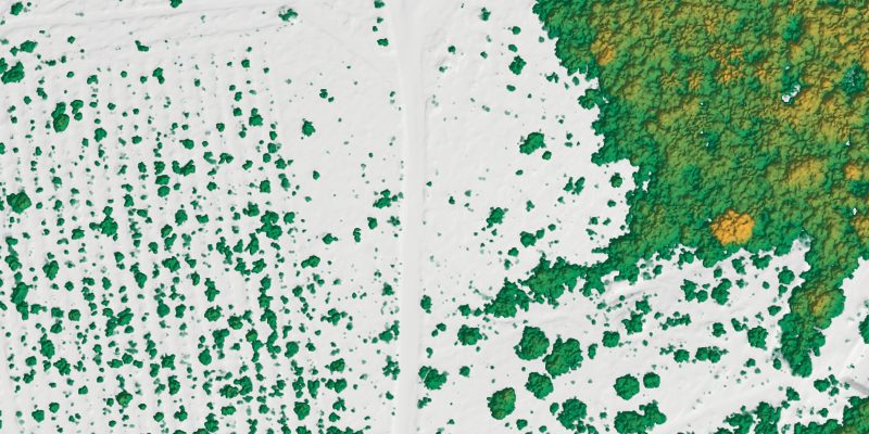 Relevo em cinza muito claro com manchas verdes de copa: um plantio em fileiras de pontos, uma estrada de terra e uma mata fechada que passa do verde ao mostarda nas copas mais altas